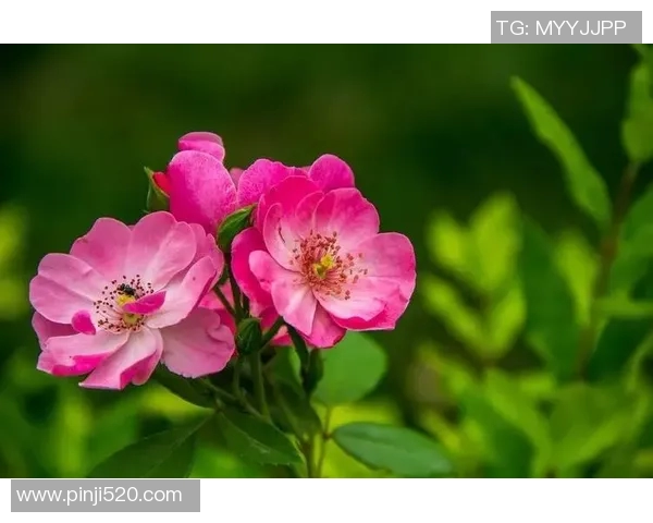 高尚品格的力量在于无私奉献与真诚关怀的生活哲学